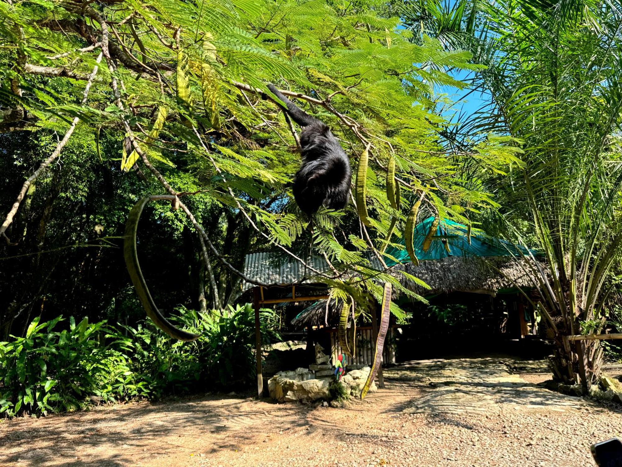 Cabanas Bambutan Palenque Rom bilde